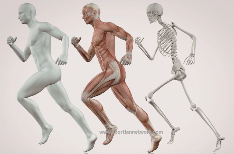 Bone Density and Exercise: How Athletes Keep Their Skeleton Strong